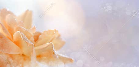 Yellow rose in dew. Flowers background. Wallpaper with heathers and butterfly. Grunge background