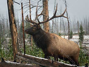 Elk in Yellowstone