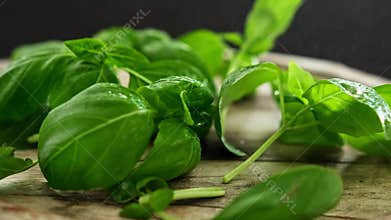 Basil leaves sprayed with water