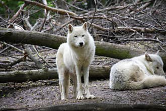 Arctis wolves
