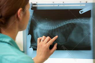 Female Veterinary Surgeon Examining X Ray