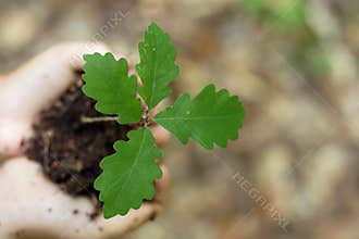 Oak seedling