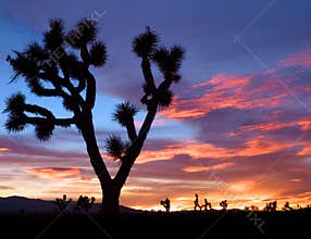Mojave Sunset
