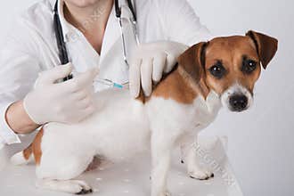veterinary surgeon is giving the vaccine to dog