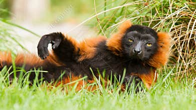 Red-bellied Lemur (Eulemur rubriventer)