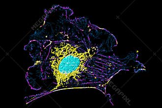 Fibroblast cell