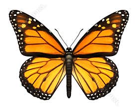 Monarch Butterfly