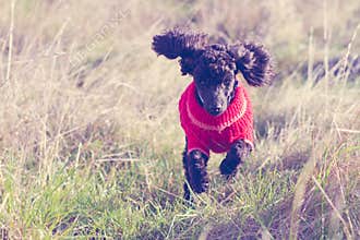 Toy poodle running
