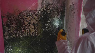 service man exterminator hand with a flashlight search for infection mold on the wall of the house ,view from the back