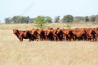 Red angus cattle