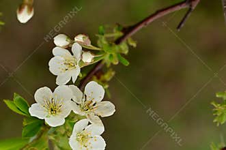 the very nice colorful spring flower close up