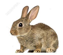 European rabbit or common rabbit, 2 months old