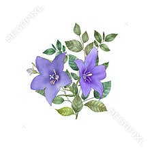 Violet Balloon flowers green leaf bouquet isolated on white. Romantic star flower clipart. Platycodon flower watercolor botanical