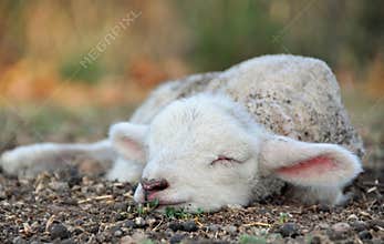 The cutest newborn Spring lamb ever!
