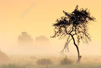 Trees in the golden fog .