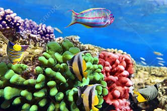 Coral and fish in the Red Sea.Egypt