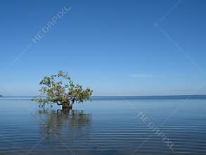 Tree amazon