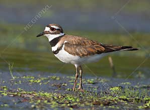 Killdeer