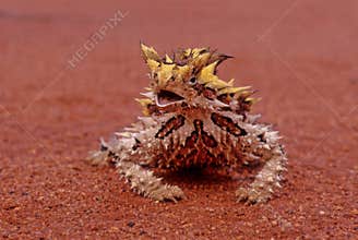 Thorny devil
