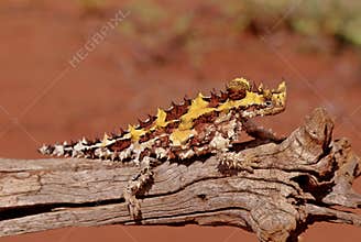 Thorny devil