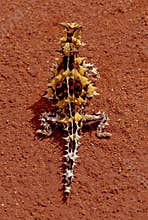 Thorny devil