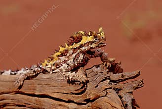 Thorny devil