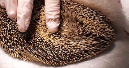 The doctor runs his hand in a surgical glove along the spines of a hedgehog. The hedgehog lies under anesthesia
