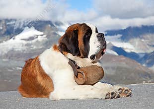St. Bernard Dog