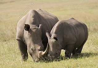 White Rhino Mother & Baby, South Africa