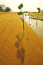 Ha Pak Nai - A short tree on Mudflat in Hong Kong