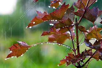 Red maple under the rain