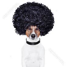Afro look hair dog funny