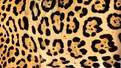 Real Live Jaguar Skin Fur Texture Background