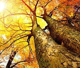 Autumn Trees
