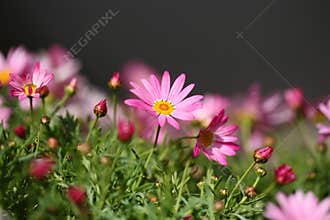 Daisy flowers