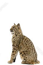 Bobcat