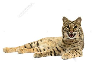 Bobcat