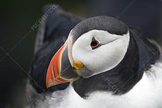 Puffin sitting on its nest, Shetland Islands