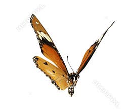 Beautiful butterfly flying isolated on white background.Tawny Coster (Acraea violae) ,Acraea terpsicore,