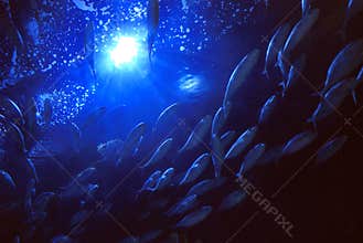 Underwater View school of fish