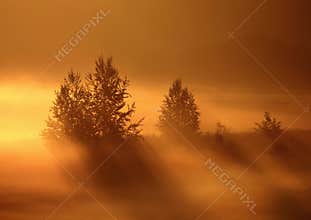 Trees in the golden fog .