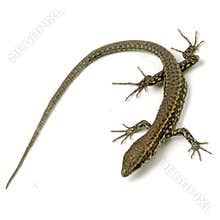 Lizard