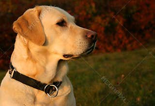 Autumn Labrador Portrait