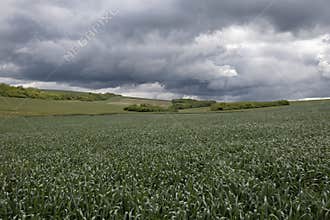 Close-up of Young Pine Cones and Needles in Spring