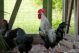 Large crowing black and white white maran rooster