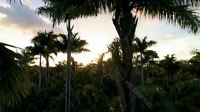Sunset Palm Grove