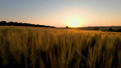 Golden Hour Wheat Field