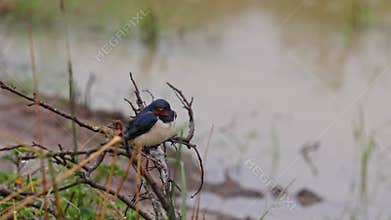 A barn swallow sits in the rain near a pond with frogs chirping.