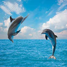 Two jumping dolphins
