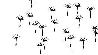 Dandelion parachutes, dandelion, blowball, plant and flower, graphic animation. Black. Alpha channel
